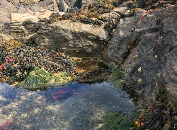 2012, IECS, Zone 3 - Dogger Bank, Teesside Landfall Intertidal and Phase 1 Biotope Survey